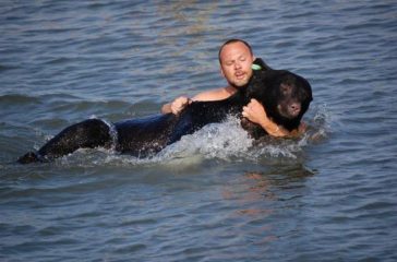 man-in-water-saving-balck-bear