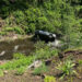 Brandon Garrett's truck in the ravine.